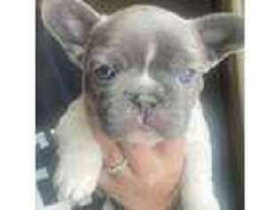 French Bulldog Puppy for sale in Bozeman, MT, USA