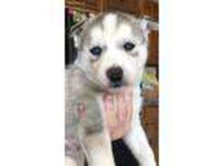 Siberian Husky Puppy for sale in Bourbonnais, IL, USA