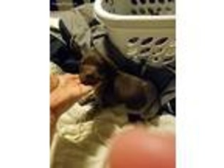 German Shorthaired Pointer Puppy for sale in Mamaroneck, NY, USA
