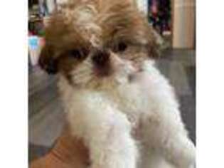Mutt Puppy for sale in Minco, OK, USA