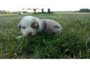 Australian Shepherd Puppy for sale in Nova, OH, USA