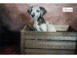 Great Dane Puppy for sale in Tulsa, OK, USA