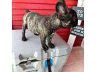 French Bulldog Puppy for sale in Alice, TX, USA