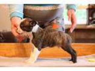 Boston Terrier Puppy for sale in Evart, MI, USA