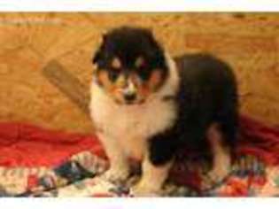 Collie Puppy for sale in Reidsville, NC, USA