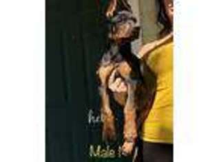 Doberman Pinscher Puppy for sale in Hope Mills, NC, USA