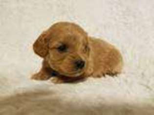 Cavapoo Puppy for sale in Paw Paw, WV, USA