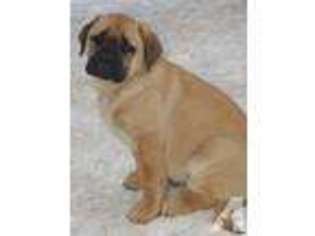 Mastiff Puppy for sale in COLUMBIA FALLS, MT, USA