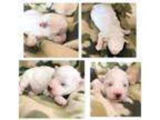 Bichon Frise Puppy for sale in Aviston, IL, USA