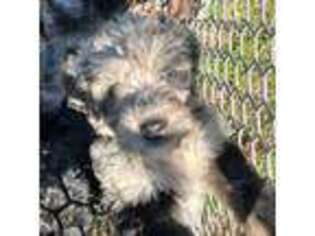 Goldendoodle Puppy for sale in Van Buren, MO, USA