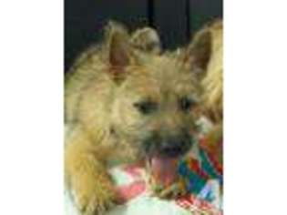 Cairn Terrier Puppy for sale in BENTONIA, MS, USA