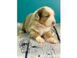 Miniature Australian Shepherd Puppy for sale in Buchanan, GA, USA