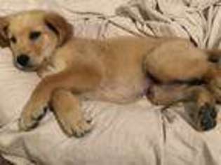 Golden Retriever Puppy for sale in Pittsford, NY, USA