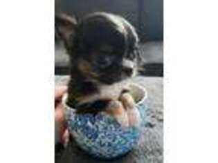 Chihuahua Puppy for sale in Council Bluffs, IA, USA