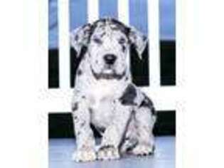 Great Dane Puppy for sale in Baltic, OH, USA