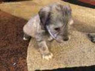 Mutt Puppy for sale in Michigantown, IN, USA
