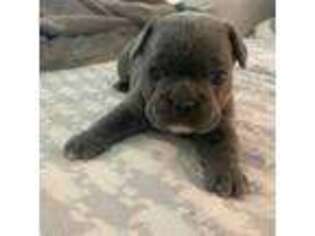 French Bulldog Puppy for sale in Midland, VA, USA