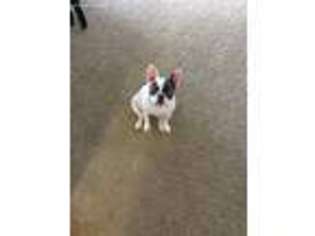 French Bulldog Puppy for sale in Baldwin City, KS, USA
