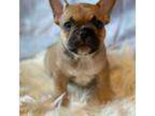French Bulldog Puppy for sale in Buffalo Valley, TN, USA