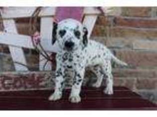 Dalmatian Puppy for sale in Millersburg, OH, USA