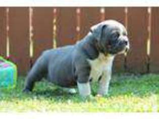 Bulldog Puppy for sale in EMPORIA, VA, USA