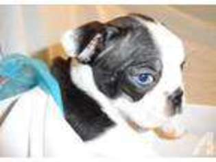 Boston Terrier Puppy for sale in LAGRANGE, GA, USA