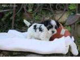 Maltese Puppy for sale in Yuba City, CA, USA