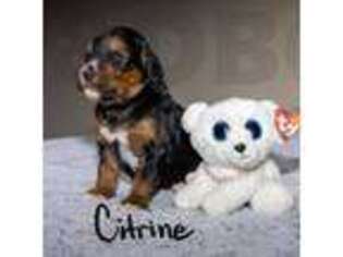 Mutt Puppy for sale in Roxboro, NC, USA