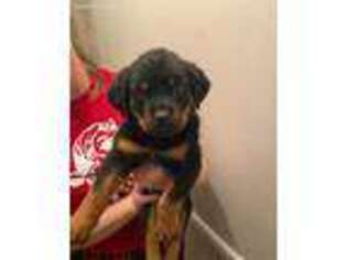 Rottweiler Puppy for sale in Plainfield, IL, USA
