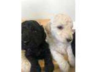 Labradoodle Puppy for sale in Edinburg, VA, USA