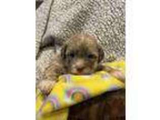 Shih-Poo Puppy for sale in Fulton, MS, USA