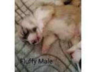 Pembroke Welsh Corgi Puppy for sale in Winters, TX, USA