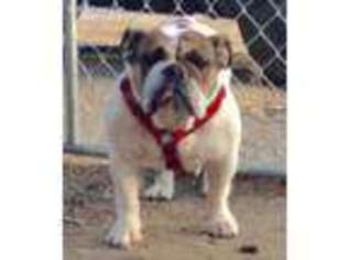 Bulldog Puppy for sale in San Jacinto, CA, USA