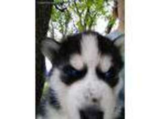 Siberian Husky Puppy for sale in Cameron, MO, USA