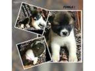 Akita Puppy for sale in Muscatine, IA, USA