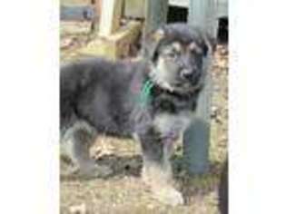 German Shepherd Dog Puppy for sale in Antrim, NH, USA