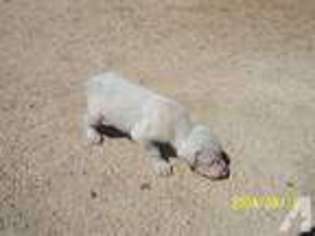 Doberman Pinscher Puppy for sale in BONSALL, CA, USA