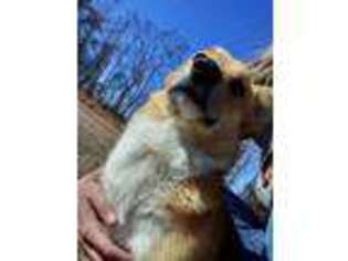 Pembroke Welsh Corgi Puppy for sale in Yale, OK, USA