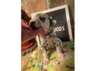 Dalmatian Puppy for sale in Sandy, UT, USA