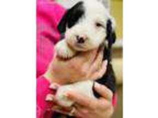 Mutt Puppy for sale in Sapulpa, OK, USA