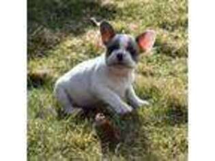 French Bulldog Puppy for sale in Wolcottville, IN, USA
