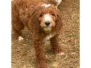 Goldendoodle Puppy for sale in Avondale, PA, USA