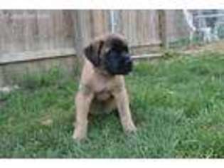 Mastiff Puppy for sale in Lewisburg, OH, USA