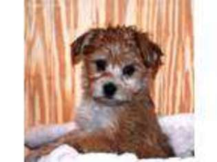 Mutt Puppy for sale in Northwood, NH, USA