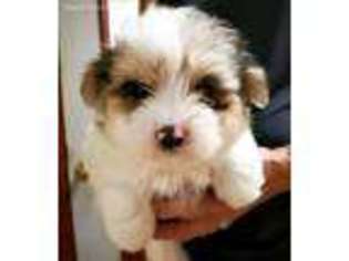 Maltipom Puppy for sale in Lebanon, MO, USA
