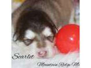 Alaskan Malamute Puppy for sale in Lynch Station, VA, USA