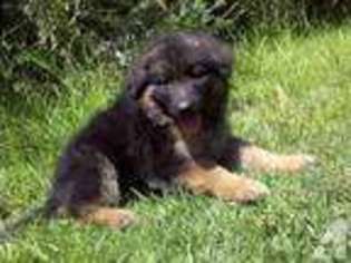 German Shepherd Dog Puppy for sale in MOORPARK, CA, USA