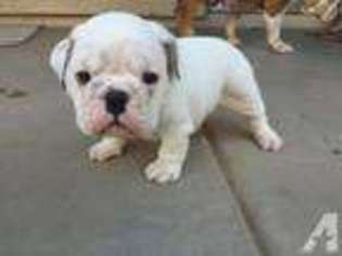 Bulldog Puppy for sale in CHANDLER, AZ, USA