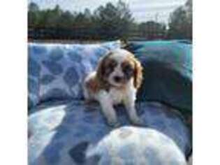 Cavalier King Charles Spaniel Puppy for sale in State Line, MS, USA