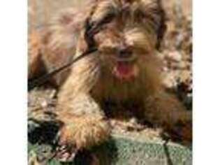 Labradoodle Puppy for sale in Demopolis, AL, USA
